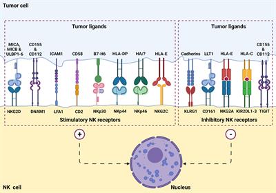 Current Perspectives on “Off-The-Shelf” Allogeneic NK and CAR-NK Cell Therapies